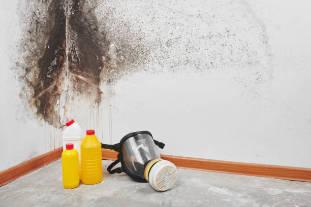 Certified Mold Removal in Elmsford, NY