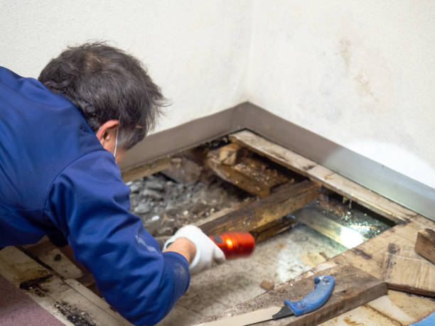Best Commercial Mold Removal  in Elmsford, NY