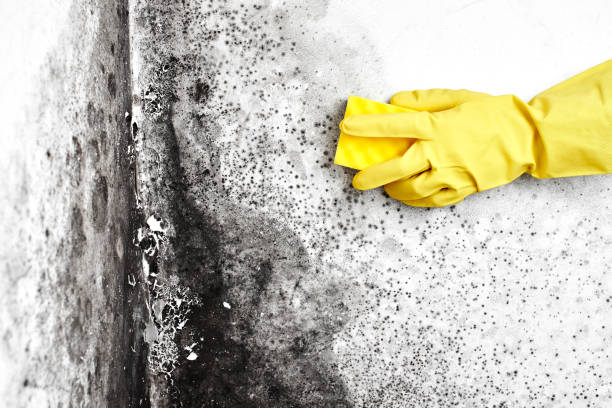 Best Office Mold Removal Services  in Elmsford, NY
