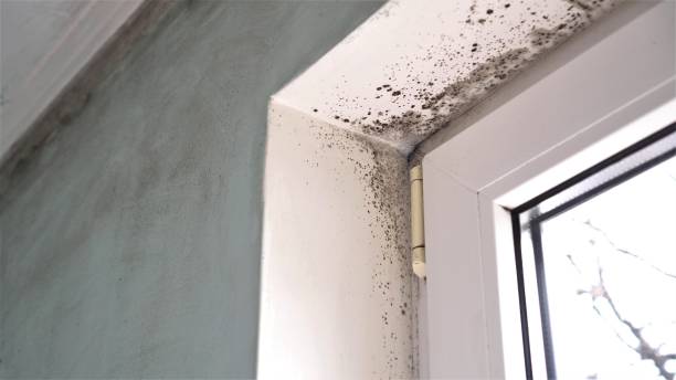 Best Attic Mold Removal  in Elmsford, NY