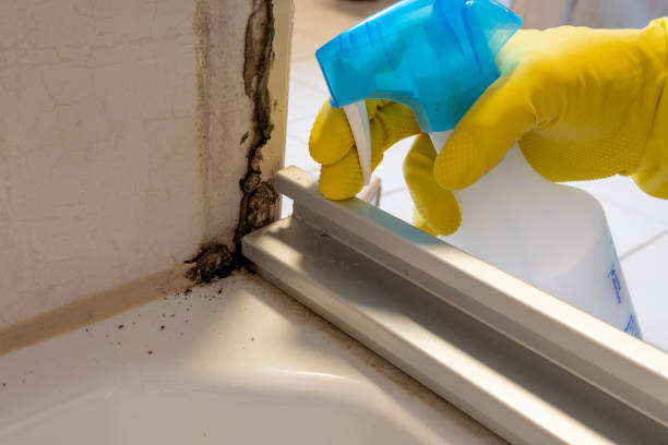Best Black Mold Removal  in Elmsford, NY