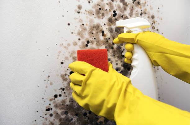 Best Local Mold Removal Service  in Elmsford, NY