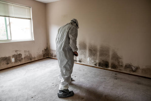 Best Professional Mold Removal  in Elmsford, NY