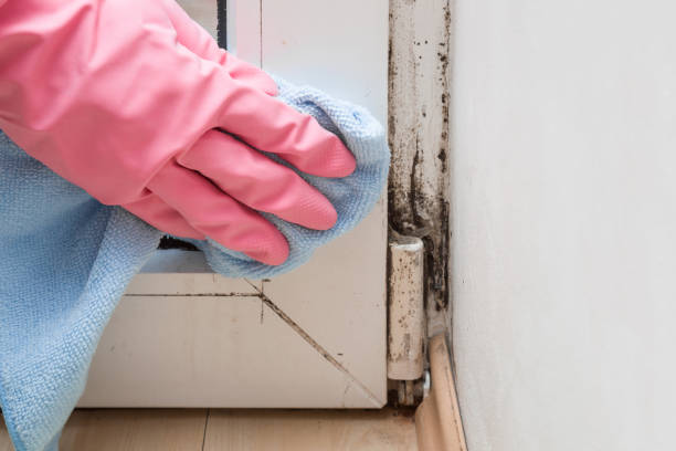 Best Crawl Space Mold Removal  in Elmsford, NY