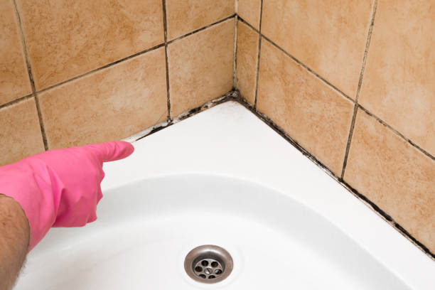 Best Mold Damage Repair  in Elmsford, NY