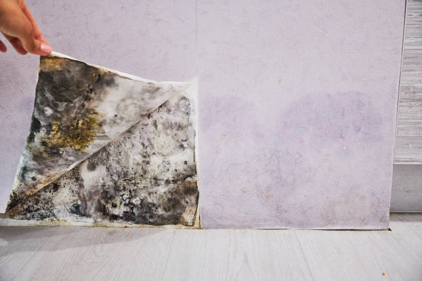 Crawl Space Mold Removal in Elmsford, NY